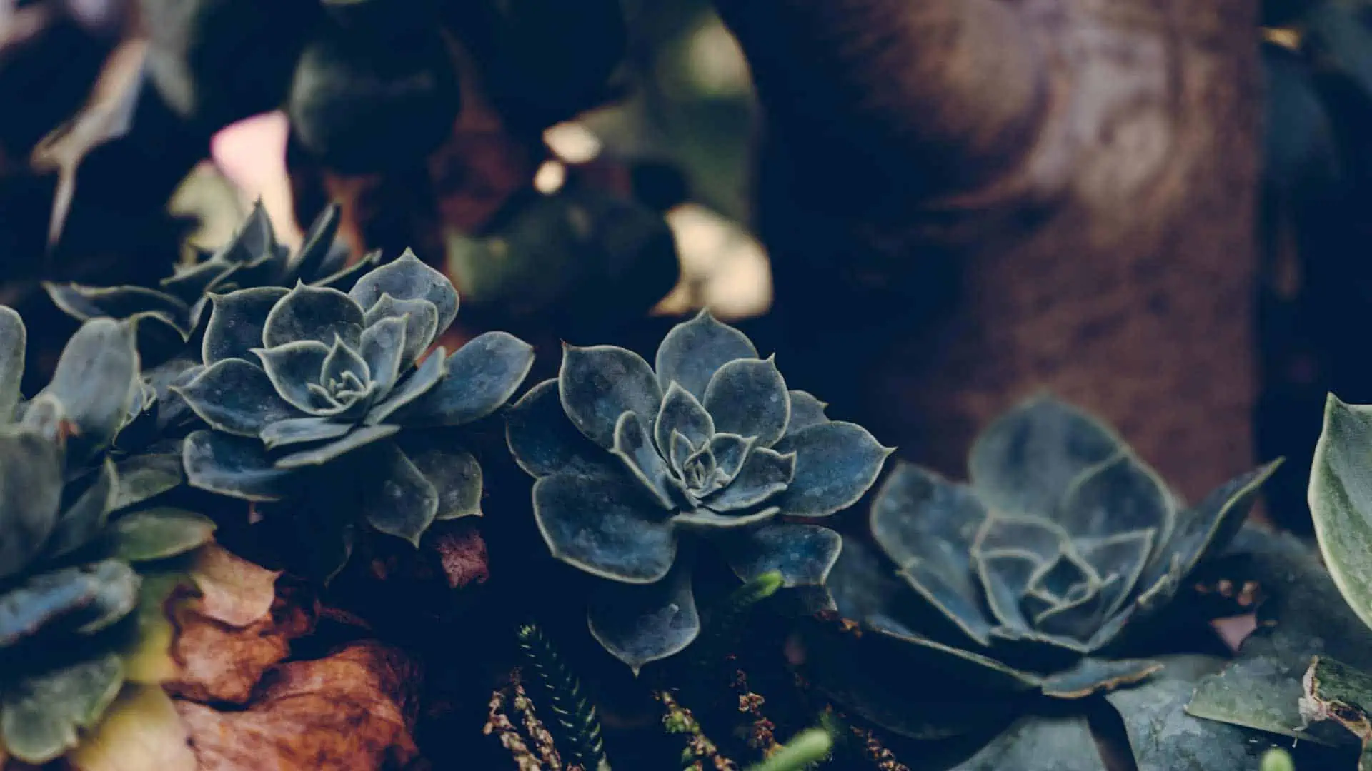 All 4 Dentist Zahnaerztliche Abrechnung Dschungel Bild 2 Gardenly Dkp7ctDBoIE Unsplash